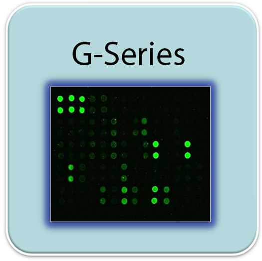RayBiotech, array, Stem cell, 晶片, 幹細胞, protein array, antibody array, 人類幹細胞分化蛋白晶片, Human Stem Cell Array G1