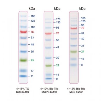 Blu10 (BlueRAY) Prestained Protein Ladder（10 to 180 kDa）